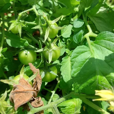 Prázdninový dům All'ombra Dell'ulivo Monopoli